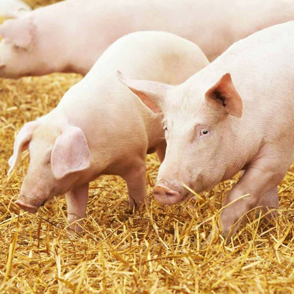 Schweine