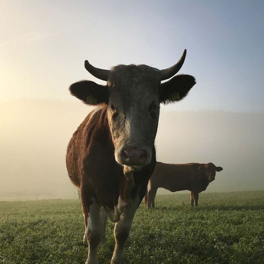 Kühe im Morgennebel auf der Weide