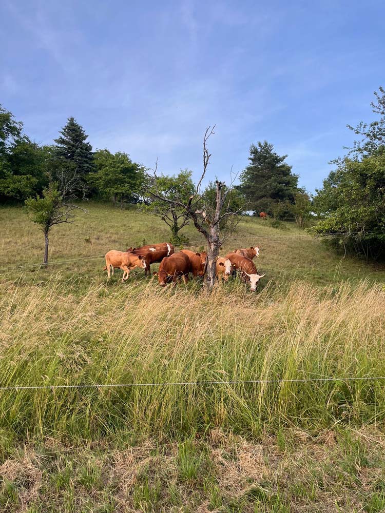 Kühe auf der Weide